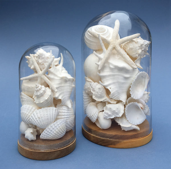 White Seashells Dome